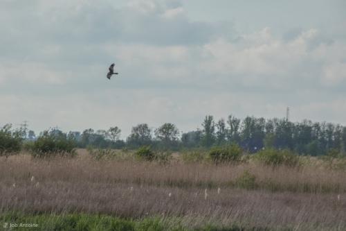 FZ82_P1000241 (Middel)